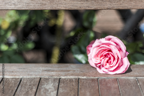 Romantic floral frame background Valentines day background Pink roses wooden background in the garden photo