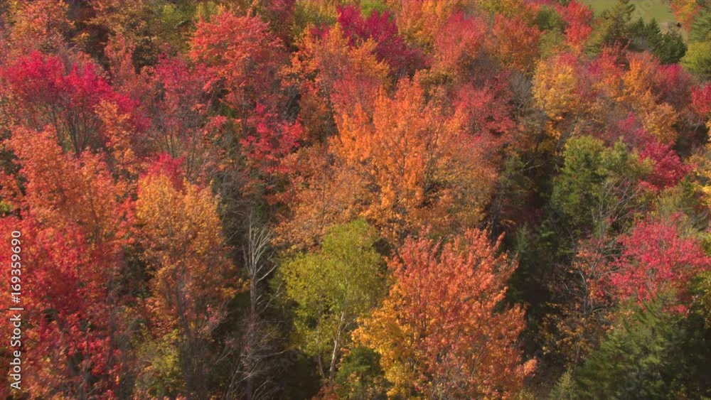 AERIAL TOP DOWN: Flying above a stunning colorful treetops with turning leaves on sunny day. Beautiful autumn trees in yellow, orange and red forest on sunny autumn day. Fall foliage in autumn forest AERIAL TOP DOWN: Flying above a stunning colorful treetops with turning leaves on sunny day. Beautiful autumn trees in yellow, orange and red forest on sunny autumn day. Fall foliage in autumn forest