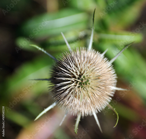 verbl  hte Distel