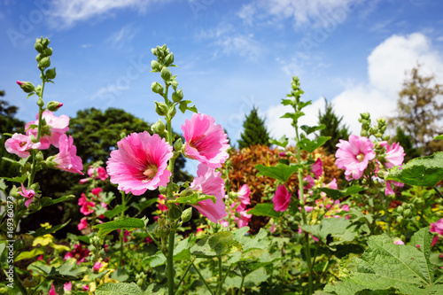 Malvaceae, Alcea Rosea, common hollyhock flowers