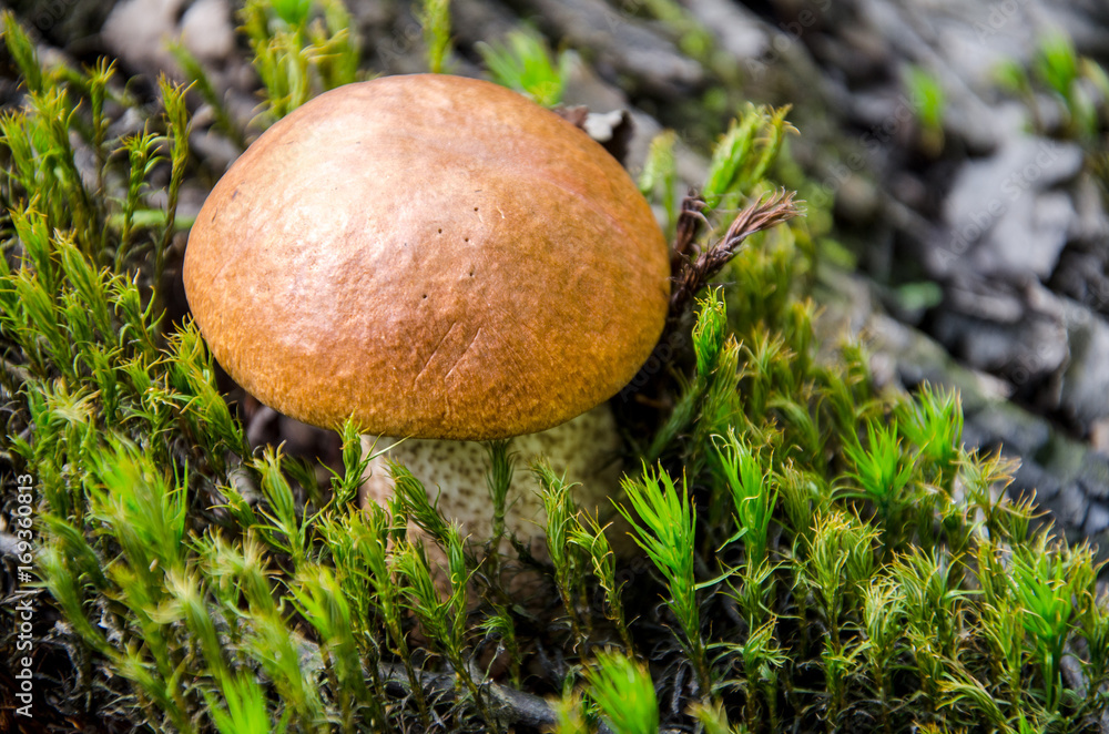 Mushroom in the light green forest. Autumn. Dry leaves, moss background. Mushroom in the light green forest. Autumn. Dry leaves, moss background.