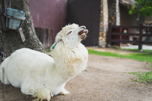 Llama or Alpaca (Vicugna pacos), Close up photograph of a white alpaca