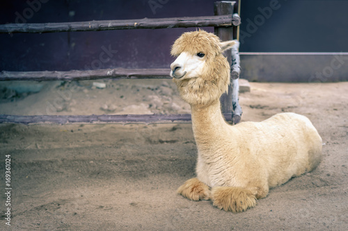 Llama or Alpaca (Vicugna pacos), Photograph of a full body light brown and white alpaca.