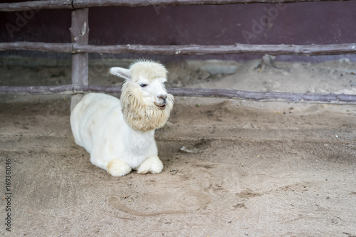 Llama or Alpaca (Vicugna pacos), Photograph of a full body white alpaca