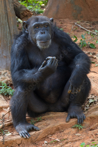 Giant chimpanzee monkey.