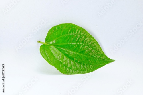 Green betel leaf isolated on the white background.