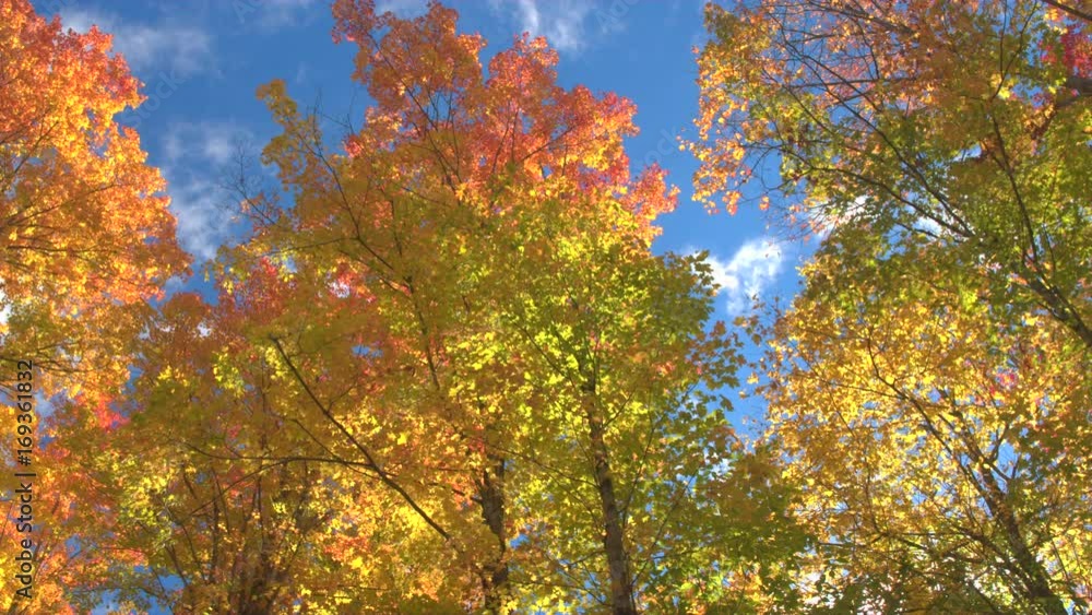 LOW ANGLE VIEW: Warm autumn sun shining through colorful foliage treetops on beautiful sunny day. Sunbeams peaking through colorful tall tree branches in vibrant autumn forest. Gorgeous fall foliage. LOW ANGLE VIEW: Warm autumn sun shining through colorful foliage treetops on beautiful sunny day. Sunbeams peaking through colorful tall tree branches in vibrant autumn forest. Gorgeous fall foliage.