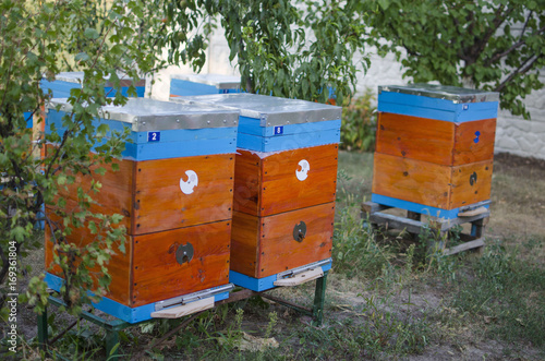 Bee apiary with bee colony in the garden. Beeking in summer. Beekeeper gets a honey