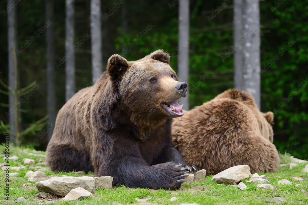 Brown bear in the forest