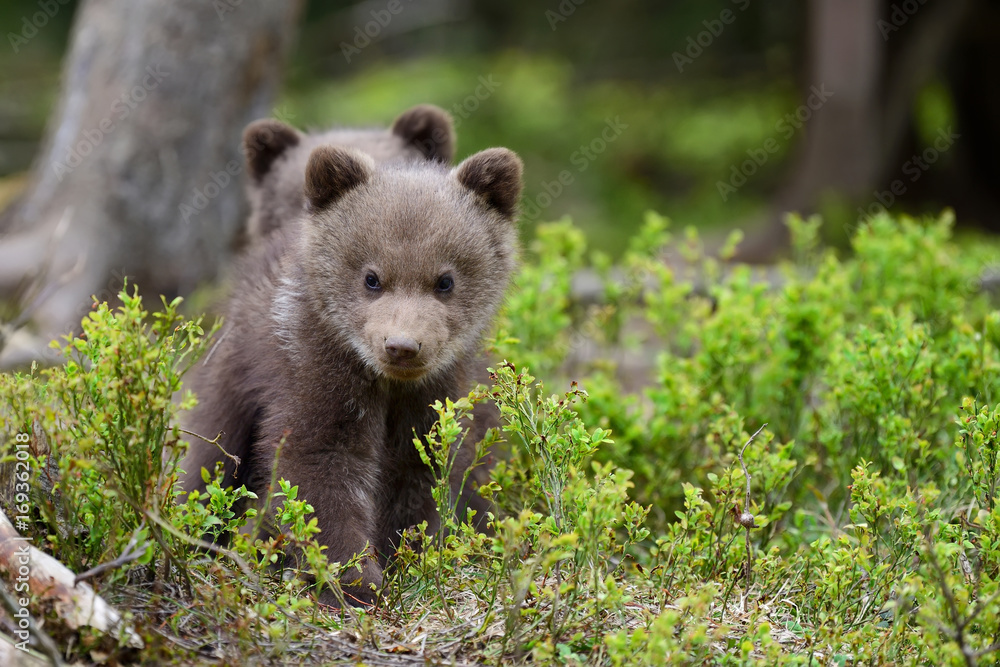 Obraz premium Brown bear cub