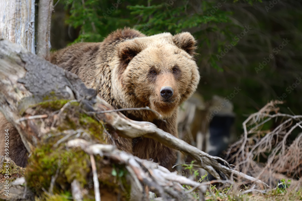 Obraz premium Big brown bear in the forest