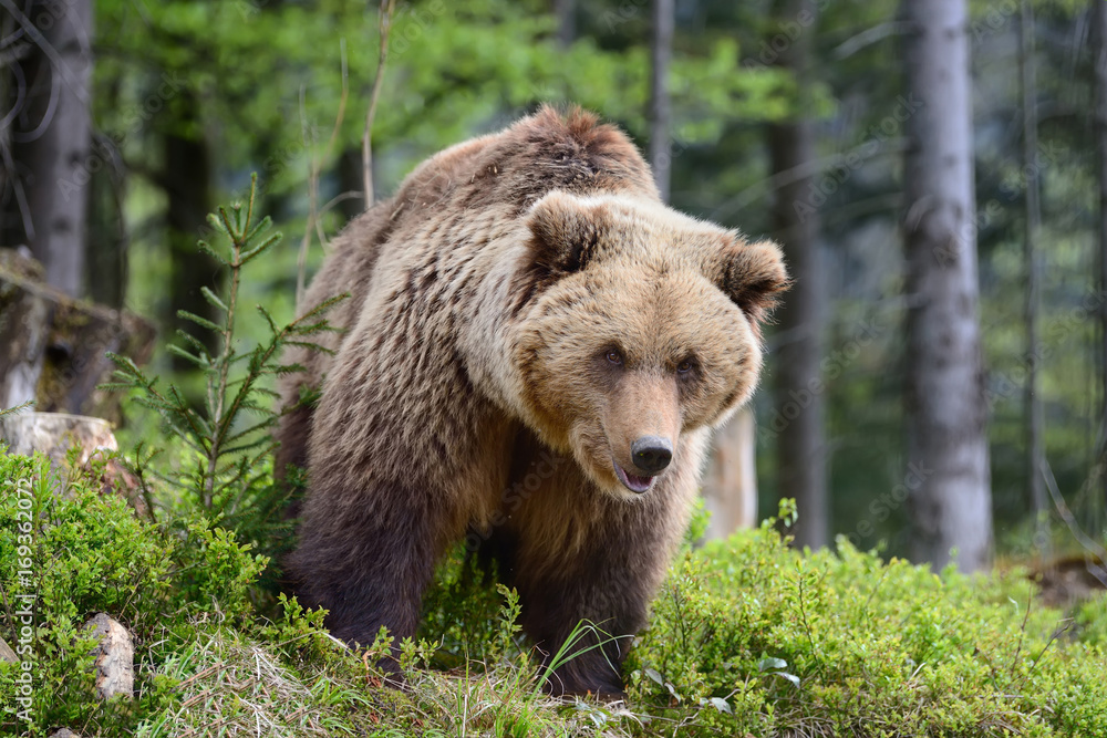Big brown bear in the forest Big brown bear in the forest