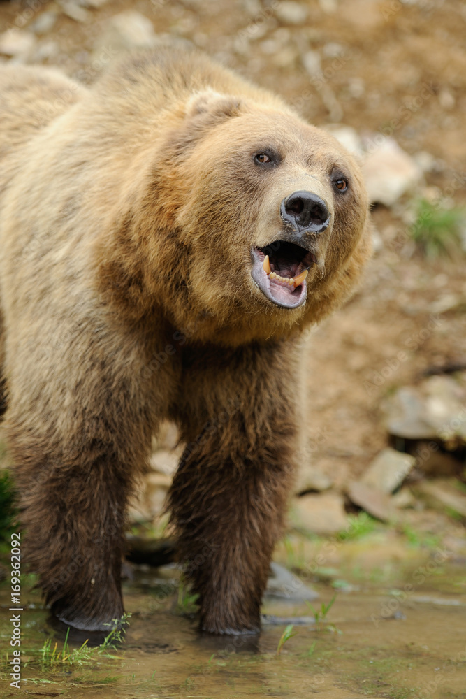 Obraz premium Big brown bear in the forest