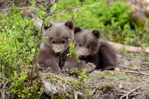 Brown bear cub