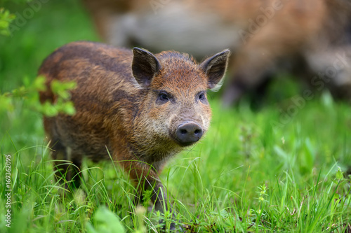 Wild boar on the forest