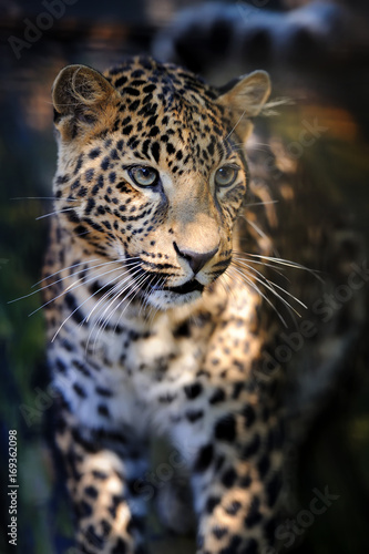 Close leopard portrait © byrdyak