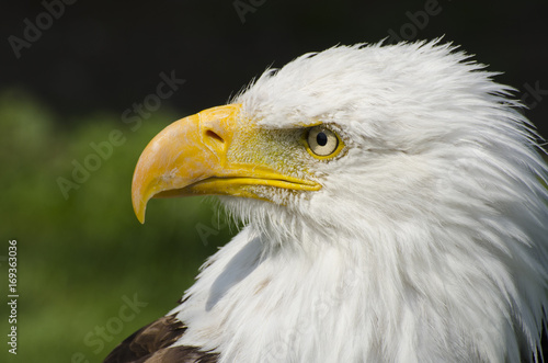 Bald Eagle profile