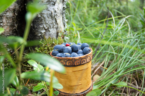 Berry Blueberries in wooden box of tuesok against forest background photo