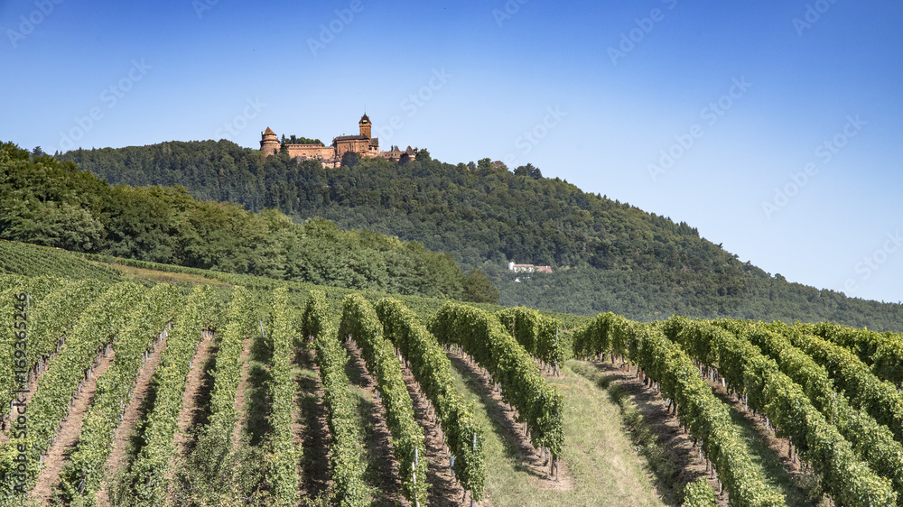 Vignobles sur fond de château route du vin Alsace
