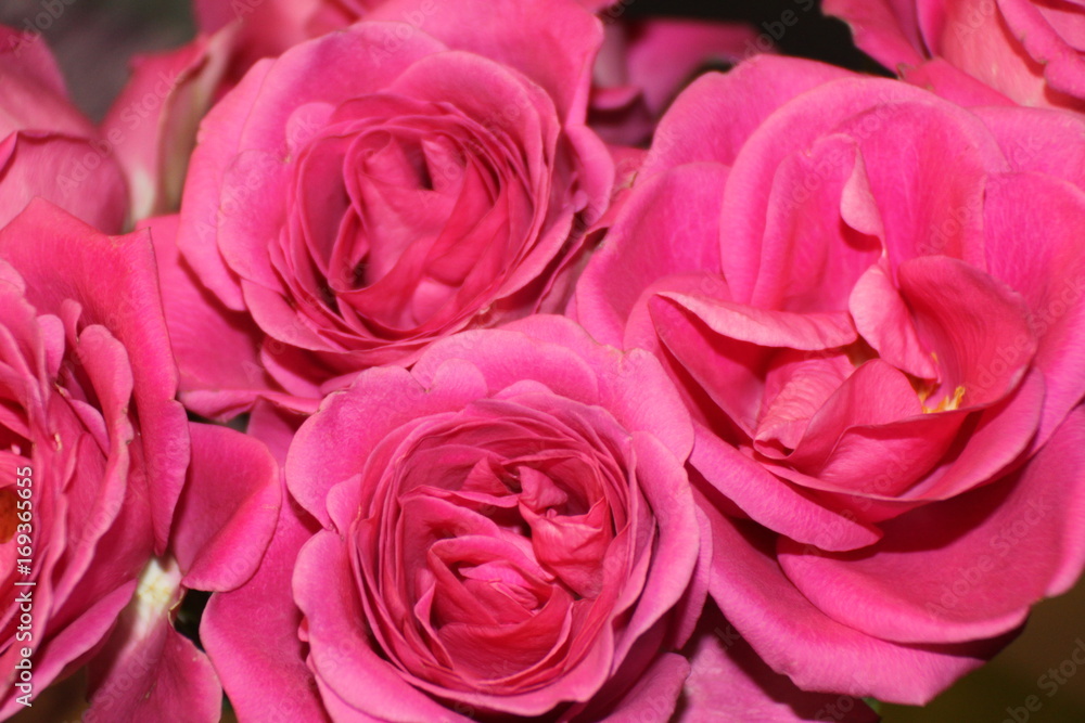 Pinke Rosen Pinke Rosen
