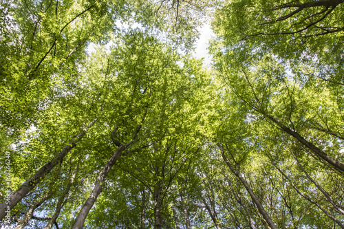 A view of the beech tree crown.