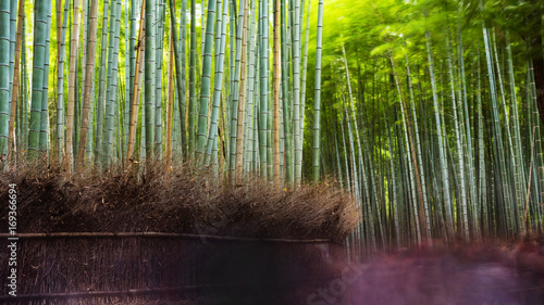 Arashiyma bamboo grove, Kyoto