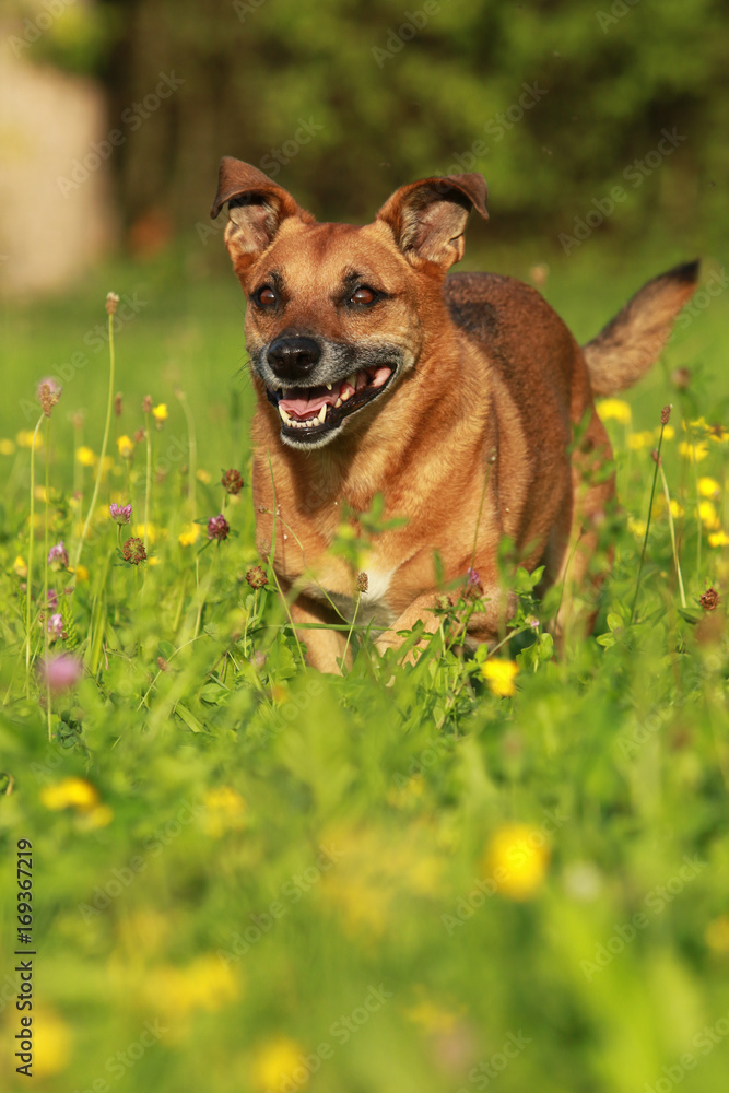 Großer brauner alter Mischling Hund rennen durch die Wiese im Sommer- Hochformat Großer brauner alter Mischling Hund rennen durch die Wiese im Sommer- Hochformat