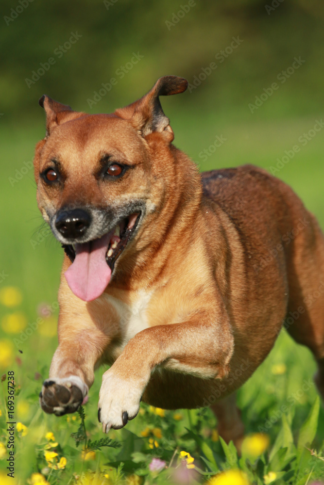 Großer brauner alter Mischling Hund rennen durch die Wiese im Sommer- Hochformat