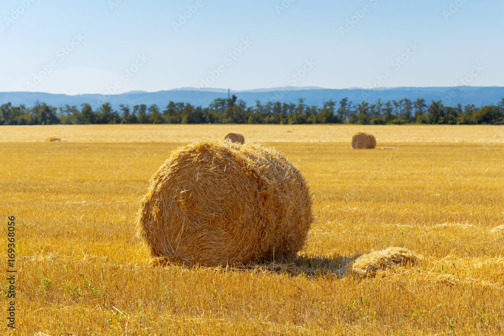 Golden hay bales in countryside