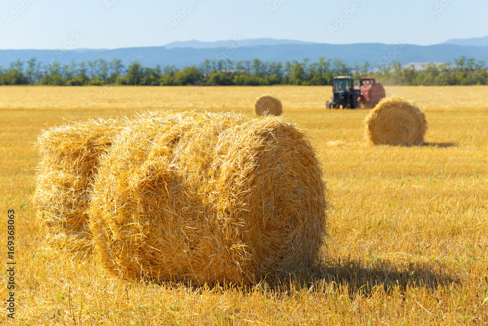 Golden hay bales in countryside