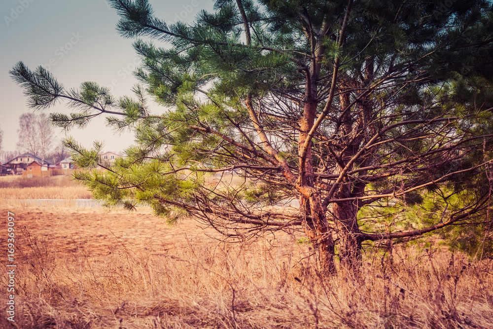 Fototapeta premium Morning Pine Forest Retro