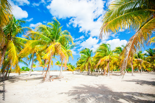 Palm trees on white sand beach photo