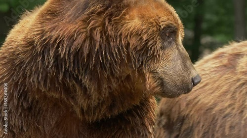 Wallpaper Mural Kamchatka brown bear (Ursus arctos beringianus) - ungraded footage Torontodigital.ca