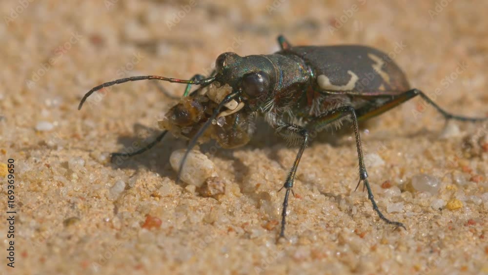 Northern dune tiger beetle (Cicindela hybrida) Northern dune tiger beetle (Cicindela hybrida)