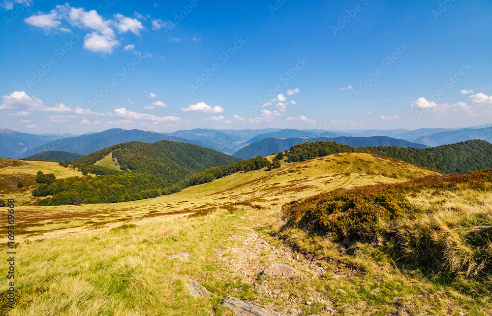 Fototapeta premium grassy meadow on a hillside in autumn