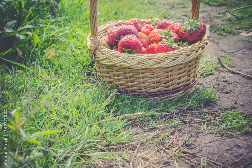 Strawberry in Basket on Grass Retro Strawberry in Basket on Grass Retro