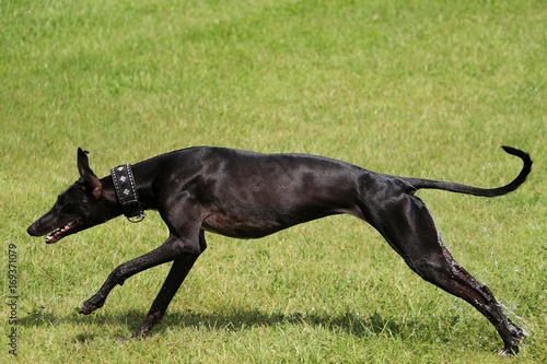 Windhund rennt auf einer Wiese