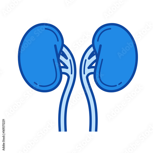 Human kidneys vector line icon isolated on white background