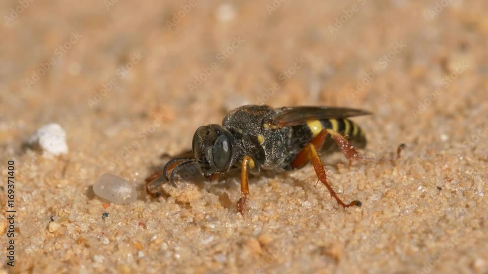 Little wasp (Crabronidae) digging burrow in sand Little wasp (Crabronidae) digging burrow in sand