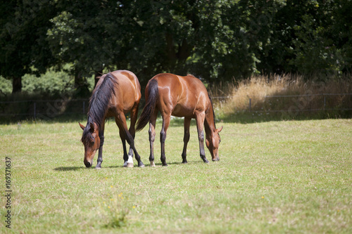 zwei junge Pferde fressen gras