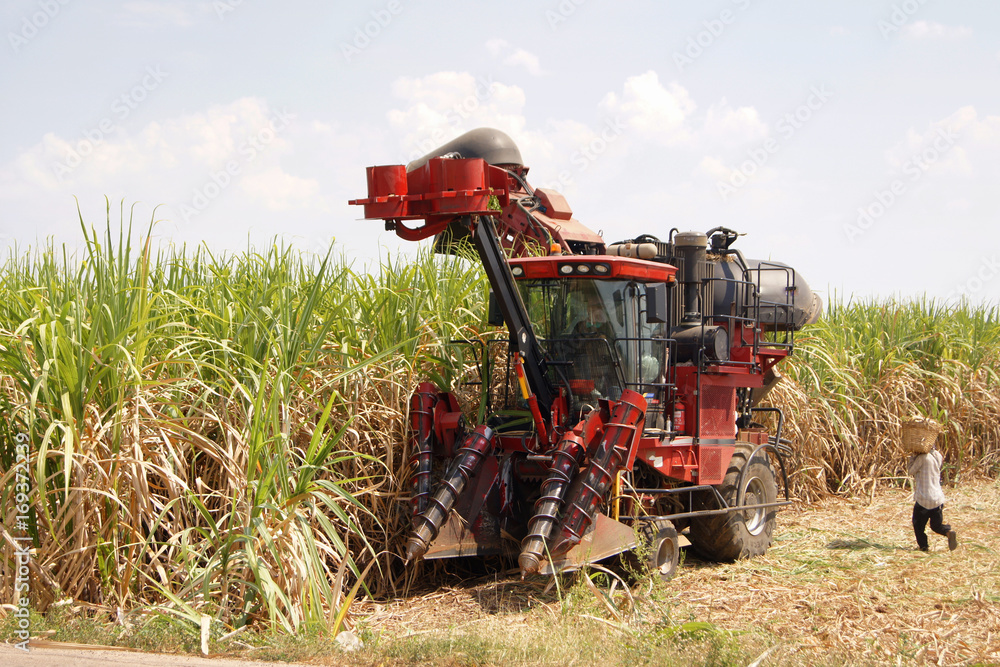 Car cutting sugar cane on fields and agricultural under the blue sky. Car cutting sugar cane on fields and agricultural under the blue sky.