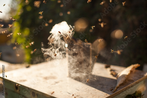 Bee smoker smoking in apiary copyspace seasonal honey bees beekeeping farming organic production producing concept. photo