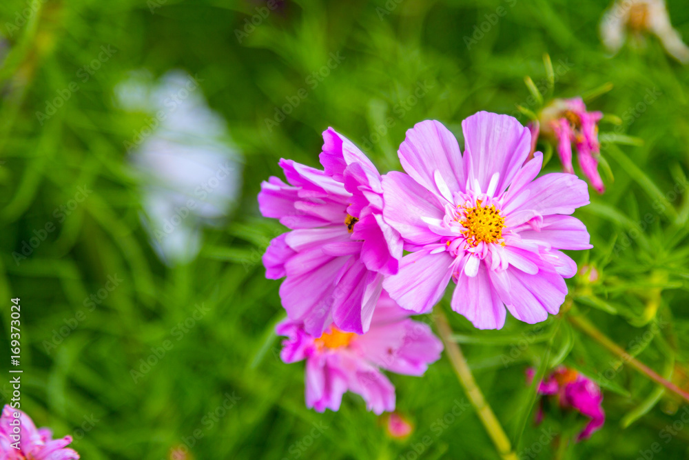 Beautiful pink decorative cosmos flowers in the garden, hybrid cosmos bipinnatus called Double Click
Beautiful pink decorative cosmos flowers in the garden, hybrid cosmos bipinnatus called Double Click