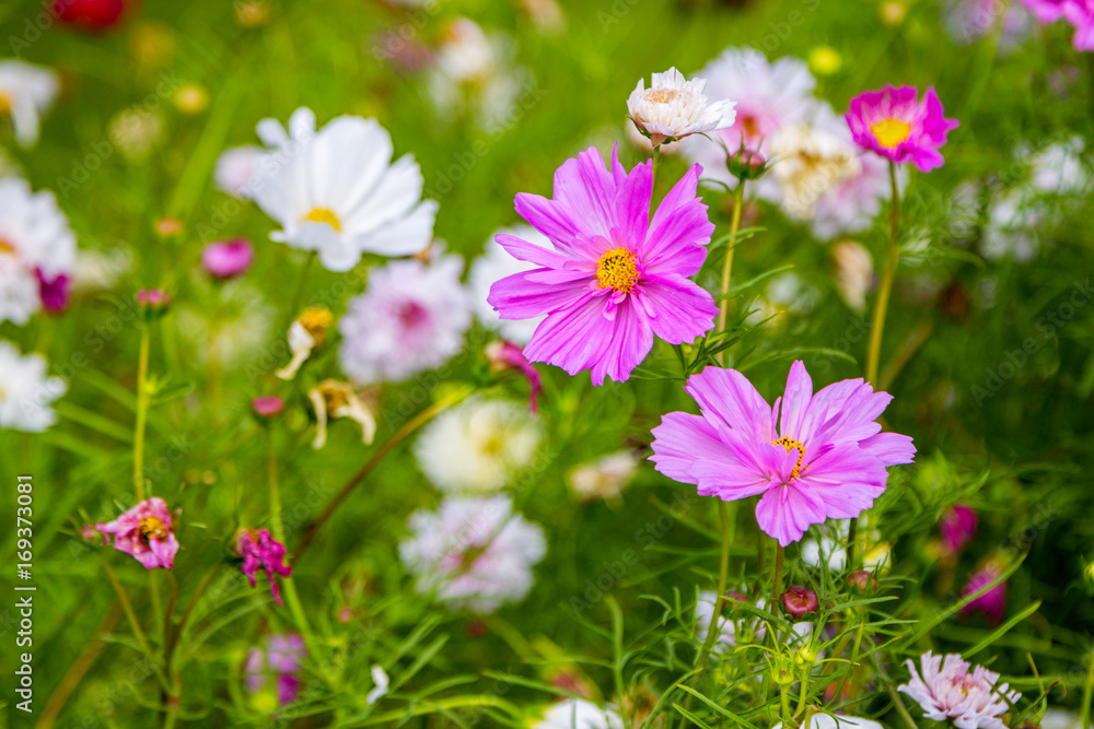 Beautiful pink decorative cosmos flowers in the garden, hybrid cosmos bipinnatus called Double Click
Beautiful pink decorative cosmos flowers in the garden, hybrid cosmos bipinnatus called Double Click
