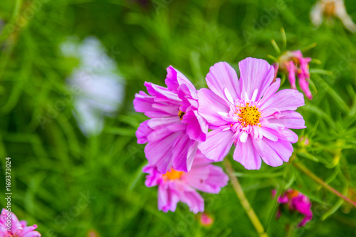 Beautiful pink decorative cosmos flowers in the garden  hybrid cosmos bipinnatus called Double Click  