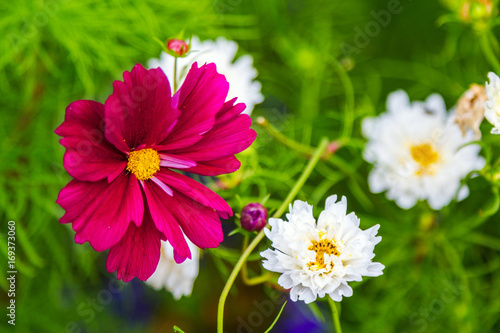Beautiful purple and white decorative cosmos flowers in the garden, hybrid cosmos bipinnatus called Double Click