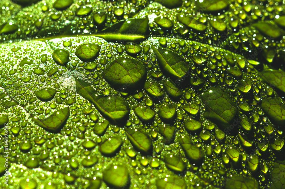 Fototapeta Krople wody z bliska na zielonych liściach drzewa. Zdjęcie makro