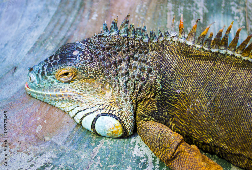 iguana. Sleeping dragon. Portrait of a large lizard reptile iguana in profile. Closeup of green Iguana iguana. Sleeping dragon. Portrait of a large lizard reptile iguana in profile. Closeup of green Iguana