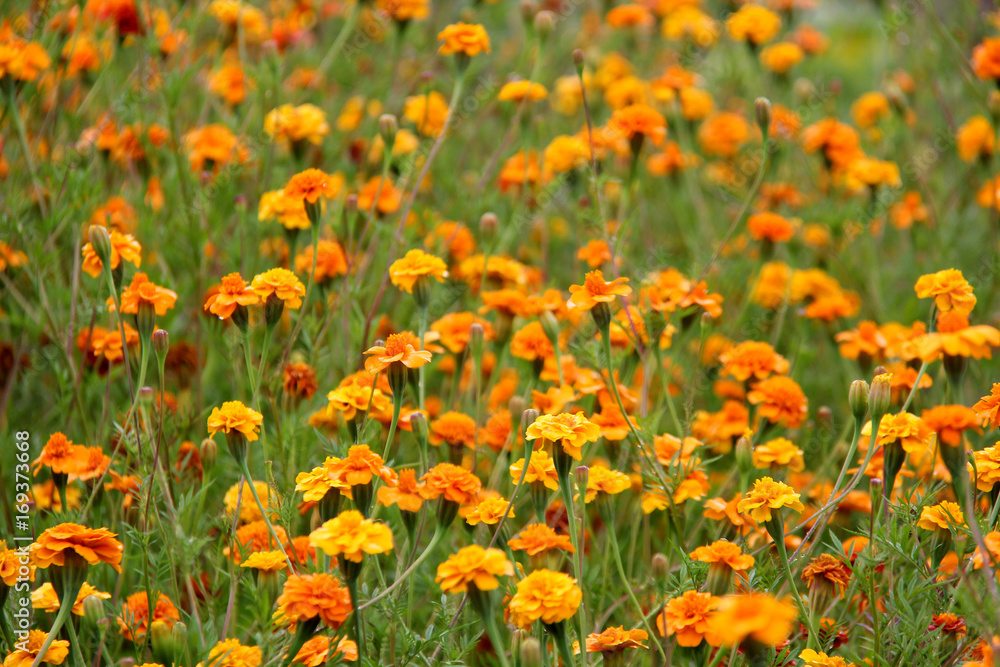tagetes marigolds flowers meadow	
