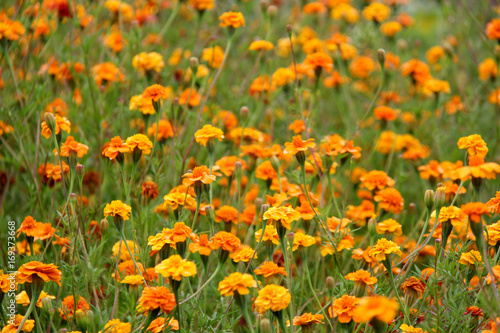 tagetes marigolds flowers meadow 